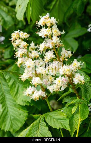 Marron-cheval en fleurs -Aesculus hippocastanum Banque D'Images