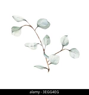 Aquarelle illustration botanique branche d'eucalyptus vert dessinée à la main dans un style réaliste, isolé sur fond blanc. Pour la papeterie de mariage élégante et l'image de marque organique, les projets de conception florale Banque D'Images