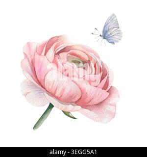 Illustration délicate d'aquarelle réaliste avec fleur de ranoncule rose et papillon bleu, isolé sur fond blanc pour mariage romantique et motifs botaniques de printemps Banque D'Images