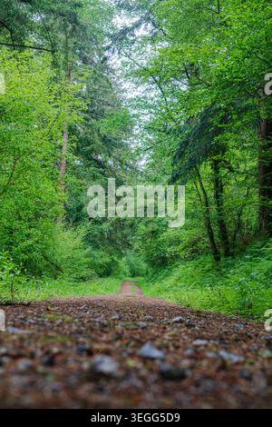 Vue à angle bas au niveau du sol d'une piste forestière de gravier droite traversant une forêt dense à Cornwall. Grands arbres et végétation épaisse Banque D'Images