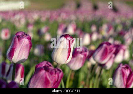 Une superbe photographie horizontale mettant l'accent sur des tulipes éclatantes violettes et blanches qui fleurissent dans un champ de fleurs commercial. Les fonctions d'arrière-plan Banque D'Images
