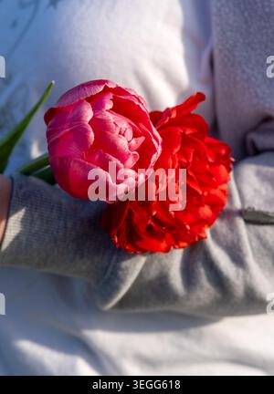 Une belle photographie verticale en gros plan d'une personne portant un pull gris tenant deux tulipes doubles rouges et roses éclatantes, entièrement fleuries (tulipe pivoine Banque D'Images