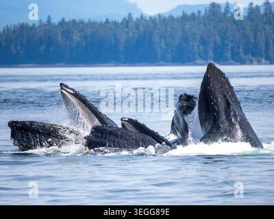 Les baleines à bosse, la Forêt Nationale Tongass en Alaska. Banque D'Images