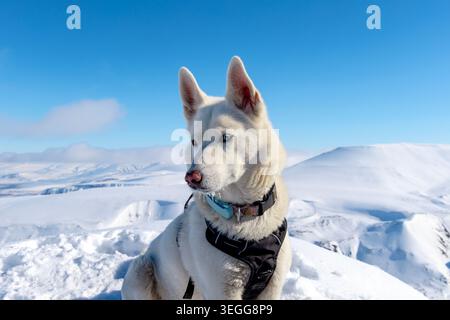 Chien Husky blanc au sommet de Trollsteinen, Svalbard Banque D'Images