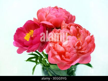 Un bouquet de pivoines de corail en pleine floraison, gros plan sur fond blanc. Banque D'Images