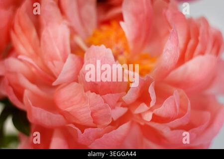 Gros plan d'une belle pivoine de corail en pleine floraison. Pivoine de charme corail. Mise au point sélective. Banque D'Images