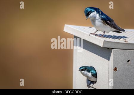 Deux hirondelles bleues-vertes et blanches irisées (Tachycineta bicolor) sont aperçues dans un nichoir artificiel à l'observatoire d'oiseaux de long point Banque D'Images