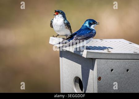 Une paire d'hirondelles (Tachycineta bicolor) reposant sur un nichoir à l'observatoire d'oiseaux de long point en Ontario, Canada. Banque D'Images