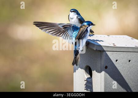Une paire d'hirondelles (Tachycineta bicolor) interagissant à un nichoir. Un oiseau est perché sur le toit tandis que l'autre arrive avec les ailes déployées, Banque D'Images