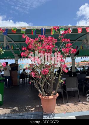 Un grand rosier du désert en pot avec des fleurs rose vif décorant la terrasse extérieure d'un restaurant au bord de l'eau à Curaçao. Banque D'Images