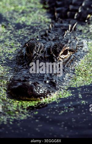 Vue rapprochée sur la tête d'un alligator Banque D'Images
