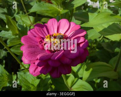 Abeille sueur sauvage de la famille des Halictidae pollinisant et recueillant le nectar des fleurs de disque jaune d'une fleur de zinnia rose. Banque D'Images