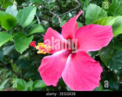 Gros plan d'une fleur d'hibiscus tropical rose éclatante (Hibiscus rosa-sinensis) en pleine floraison entourée d'un feuillage vert luxuriant. Vue détaillée de Delicate Banque D'Images
