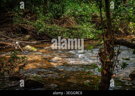 Un ruisseau d'eau claire peu profond coule sur un lit rocheux dans le sud de la France, entouré d'une végétation dense au bord de la rivière, d'un feuillage vert, de branches et de woo ombragé Banque D'Images