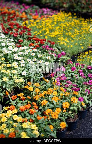Diverses fleurs de jardin décoratives en fleurs dans des pots disposés sur l'affichage de vente au marché aux fleurs. Banque D'Images
