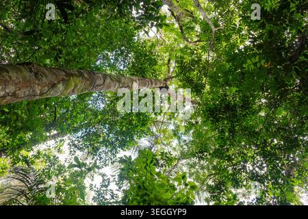 Admirez les grands arbres entourés de feuilles vertes luxuriantes créant un auvent vibrant dans la jungle colombienne. Banque D'Images