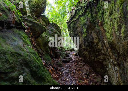 Un sentier étroit serpente entre de grands rochers couverts de mousse, entourés d'une verdure vibrante dans une forêt tropicale dense. Banque D'Images