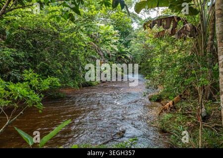 Une rivière sereine serpente à travers une végétation dense et vibrante, présentant des plantes tropicales et une surface d'eau calme à Guaviare, en Colombie. Banque D'Images