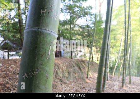 Des graffitis de bambou sculptés ont été repérés dans une bosquet de bambous au sanctuaire Fushimi Inari Taisha à Kyoto, au Japon, le 16 janvier 2026. À Kyoto, une poussée du tourisme a entraîné une série de problèmes. (Photo AFLO) Banque D'Images