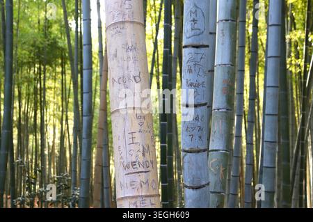 Des graffitis de bambou sculptés ont été repérés dans une bosquet de bambous au sanctuaire Fushimi Inari Taisha à Kyoto, au Japon, le 16 janvier 2026. À Kyoto, une poussée du tourisme a entraîné une série de problèmes. (Photo AFLO) Banque D'Images