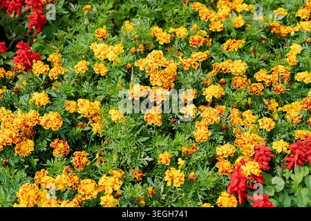 Fond de fleurs orangées naturelles et de feuilles de la famille Tagetes. Concept : emballage cosmétique, bannières web et impressions textiles, aménagement paysager Banque D'Images