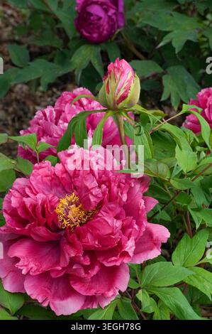 De belles pivoines fleurissent dans le jardin un jour d'été. Grandes fleurs de pivoine dans le jardin botanique. Banque D'Images