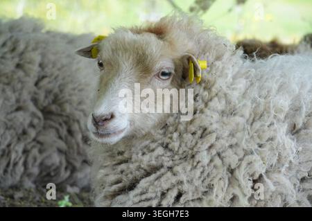 Mouton dans un pré, gros plan de la tête. Mouton blanc Banque D'Images