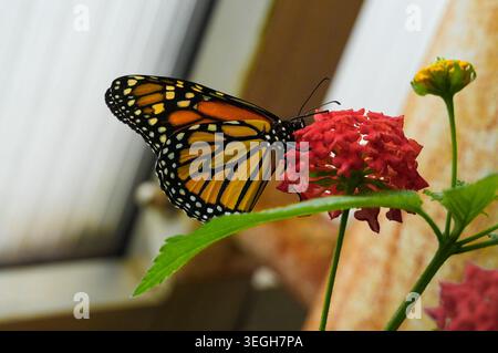 Papillon se nourrissant sur une fleur rouge dans un jardin botanique. grand papillon sur une fleur rouge. Banque D'Images
