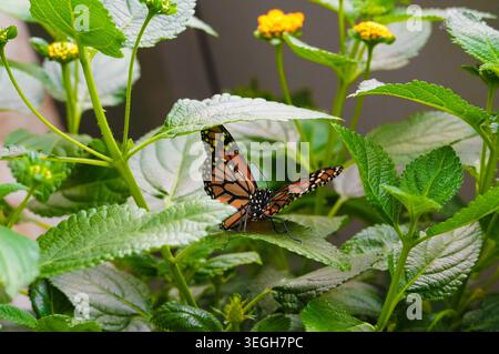 Papillon sur une plante verte dans le jardin. Arrière-plan naturel. Papillon tropical dans l'herbe verte Banque D'Images