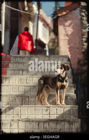 Un petit chien se tient sur des escaliers en béton tandis qu'une personne portant une veste rouge s'éloigne en arrière-plan à Chakrata, Uttarakhand, Inde. Banque D'Images