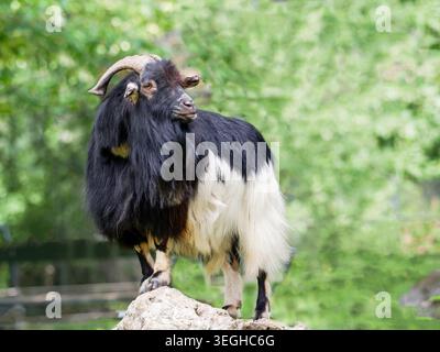 Chèvre Valais Blackneck debout fièrement sur Rock Banque D'Images