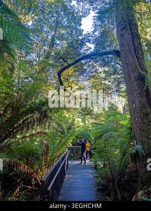 Promenade dans la forêt tropicale de Maits Rest, parc national de Great Otway Banque D'Images