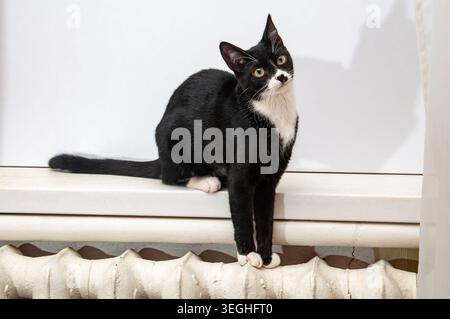 Un chat domestique à air court avec des marques distinctives de smoking est assis sur un rebord de fenêtre, regardant directement la caméra avec une expression alerte et curieuse Banque D'Images
