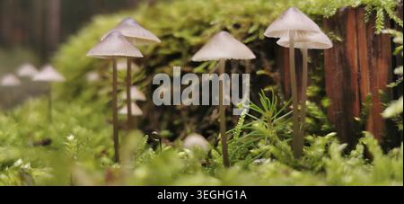 Petits champignons en filigrane, chapeaux de velours blanc de lait (Conocybe albipes) poussent en groupes sur un sol forestier mousseline, automne, Geroldsgruener Forst, Franconien pour Banque D'Images