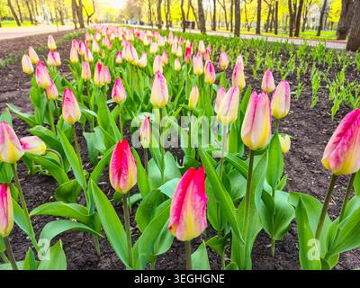 Un bel affichage de tulipes colorées en pleine floraison, bordant un sentier de parc avec des arbres verts luxuriants en arrière-plan Banque D'Images