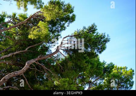 Branches de pin majestueuses et feuillage contre un ciel bleu clair en été Banque D'Images