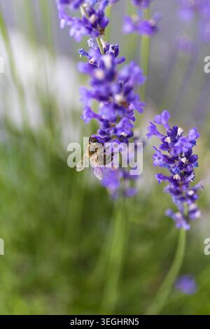 Abeille pollinisant fleurs de lavande dans le jardin d'été. Fond floral violet doux avec une faible profondeur de champ. Banque D'Images