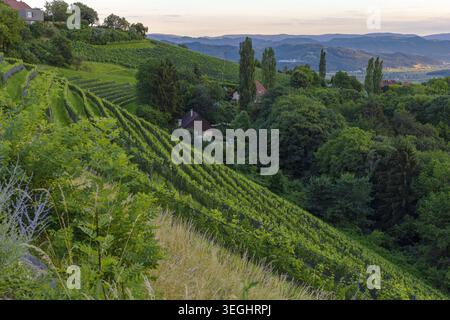 Vue sur les collines couvertes de vignobles et les vallées verdoyantes en Styrie du Sud, Autriche. Paysage rural paisible dans la région viticole autrichienne. Banque D'Images