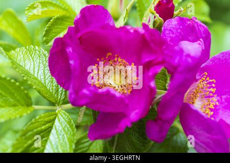 Fleurs de rose sauvage rose vif fleurissant dans la lumière du soleil d'été. Gros plan botanique dynamique avec feuillage vert frais et atmosphère de jardin naturel. Banque D'Images