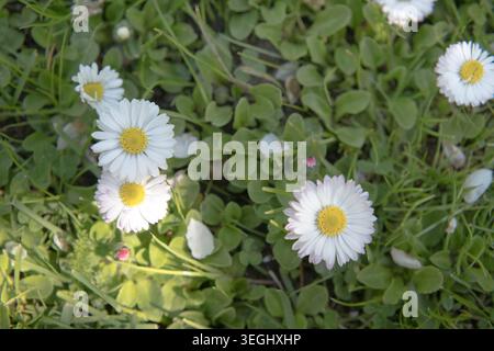 Marguerites florissantes sur une pelouse printanière. Banque D'Images