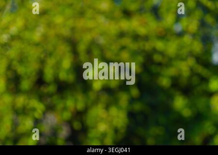 Un fond bokeh vert luxuriant et éclatant, complètement flou, suggérant un feuillage dense ou une verdure naturelle sous une lumière vive. Banque D'Images