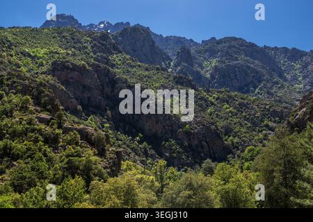 Les touristes font de la randonnée à travers les forêts verdoyantes au pied des montagnes rocheuses en Corse, en France. Le soleil brille, soulignant les falaises et la folie luxuriante Banque D'Images