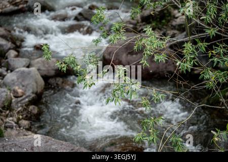 Une vue sereine sur un ruisseau qui coule entouré de rochers et de feuilles vertes, capturant la beauté de la nature dans un cadre tranquille. Banque D'Images