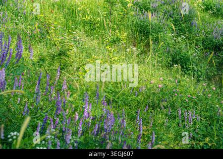 Une prairie luxuriante remplie de fleurs sauvages vibrantes, y compris des lupins violets et du trèfle rose, entourée d'une riche herbe verte et de feuillage dans un cadre ensoleillé. Banque D'Images