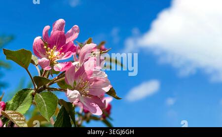 Fleurs de pomme rose sous un ciel bleu clair : capturer la beauté du printemps Banque D'Images
