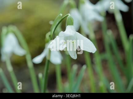 Galanthus nivalis 'Egret' goutte de neige présentant des pétales caractéristiques courbées vers l'extérieur, dans un jardin d'hiver. ROYAUME-UNI Banque D'Images