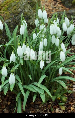 Fleurs de gouttes de neige de Galanthus Sentinel portant des pétales extérieurs blancs et striés caractéristiques en hiver. ROYAUME-UNI Banque D'Images