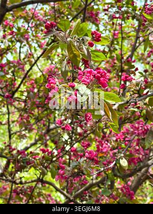 Fleurs roses vibrantes sur arbre fleuri dans le luxuriant jardin de printemps Banque D'Images