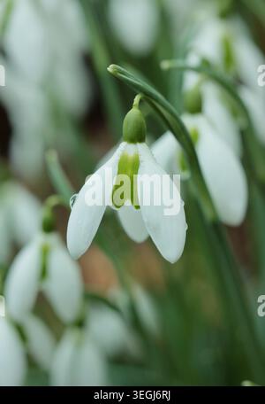 Galanthus Alison Hilary Snowdrop fleurs dans un jardin d'hiver. ROYAUME-UNI Banque D'Images