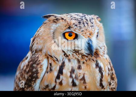 Eurasion Eagle Owl, photographié à Ras Al Khaimah, Emirats Arabes Unis Banque D'Images
